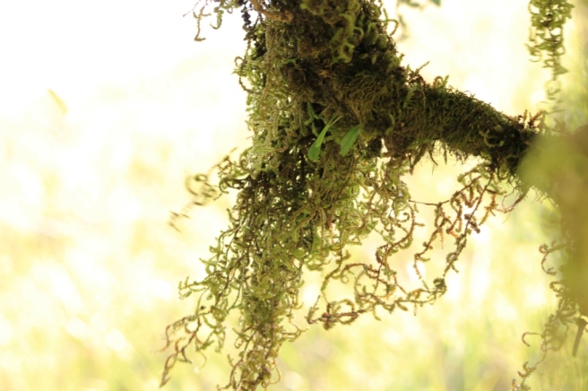 lichens are native to rainforests