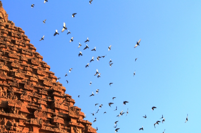 Pigeons flutter around the gopuram