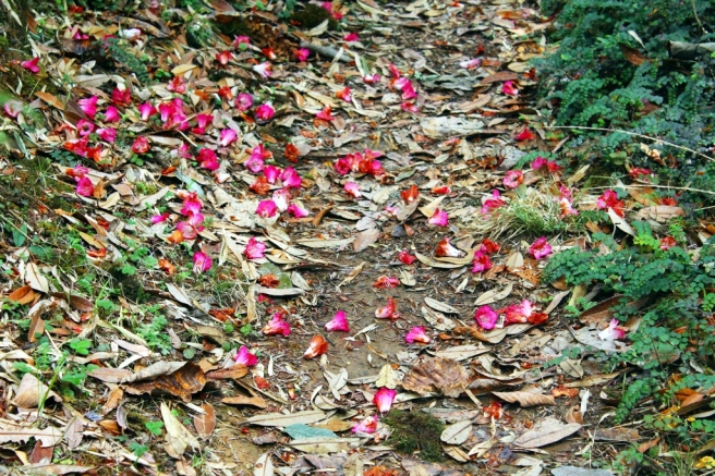 The pathway littered with Rhododendron flowers