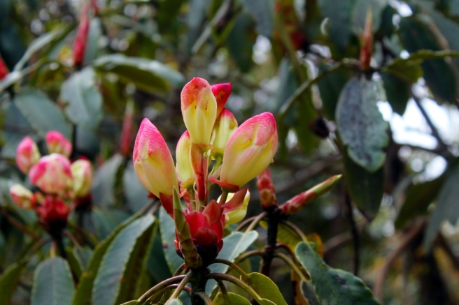 Rhododendron Dalhousie