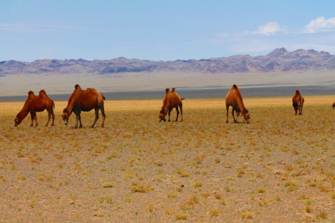 Bactrian Camels, Mongolia